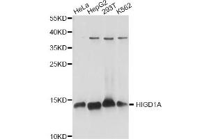 Western blot analysis of extracts of various cell lines, using HIGD1A antibody. (HIGD1A Antikörper)