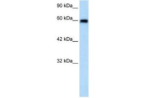 WB Suggested Anti-VMD2L2 Antibody Titration:  1. (Bestrophin 4 Antikörper  (N-Term))
