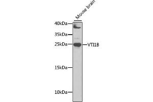 Western blot analysis of extracts of mouse brain, using VTI1B antibody (ABIN6132781, ABIN6150162, ABIN6150163 and ABIN6222854) at 1:1000 dilution. (VTI1B Antikörper  (AA 1-210))