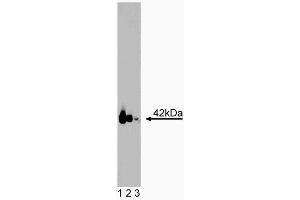 Western Blotting (WB) image for anti-Guanine Nucleotide Binding Protein (G Protein), Q Polypeptide (GNAQ) (AA 22-31) antibody (ABIN968914)