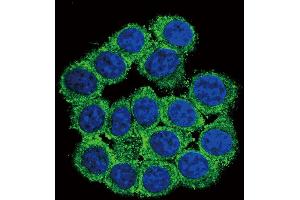 Confocal immunofluorescent analysis of CUZD1 Antibody (C-term) (ABIN655091 and ABIN2844724) with 293 cell followed by Alexa Fluor? (CUZD1 Antikörper  (C-Term))