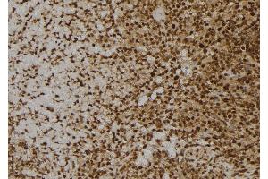ABIN6273600 at 1/100 staining Human spleen tissue by IHC-P. (MANSC1 Antikörper  (Internal Region))
