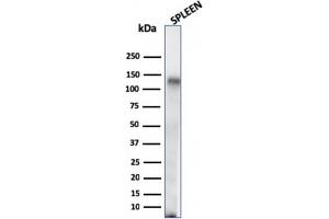 Western Blot Analysis of human Spleen tissue lysate using CD68 Mouse Monoclonal Antibody (C68/684). (CD68 Antikörper)