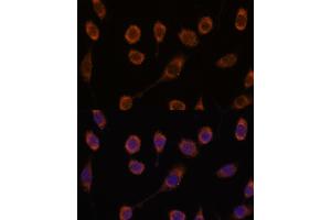 Immunofluorescence analysis of L929 cells using CCT6B antibody (ABIN7270709) at dilution of 1:100. (CCT6B Antikörper  (AA 120-340))