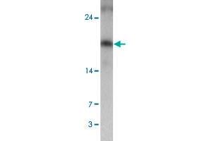 Western blot analysis of VKORC1 in A-549 cell lysate with VKORC1 polyclonal antibody  at 1 ug/mL.