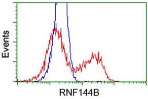 Image no. 2 for anti-Ring Finger Protein 144B (RNF144B) (AA 1-256) antibody (ABIN1490651) (RNF144B Antikörper  (AA 1-256))