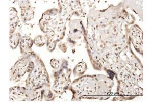 Immunoperoxidase of purified MaxPab antibody to CDC45L on formalin-fixed paraffin-embedded human placenta. (CDC45 Antikörper  (AA 1-566))