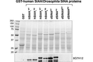 SIAH1/SIAH2 monoclonal antibody, clone 8G7H12  recognize both Drosophila SINA and human SIAH. (SIAH1/2 Antikörper  (AA 280-331))