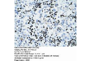 Human Liver (IVNS1ABP Antikörper  (N-Term))