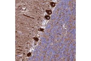 Immunohistochemical staining of human cerebellum with CLEC2L polyclonal antibody  shows strong cytoplasmic positivity in purkinje cells at 1:10-1:20 dilution. (CLEC2L Antikörper)