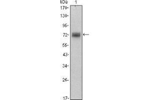 Western blot analysis using ZBTB16 mouse mAb against Hela (1) cell lysate.