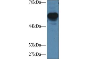 Western Blot; Sample: Mouse Cerebrum lysate; Primary Ab: 1µg/ml Rabbit Anti-Human RGS7 Antibody Second Ab: 0. (RGS7 Antikörper  (AA 1-144))