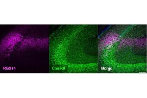 Coronal section from a C57BL/6J mouse showing the hippocampus co-stainedwith RGS14 (cat.