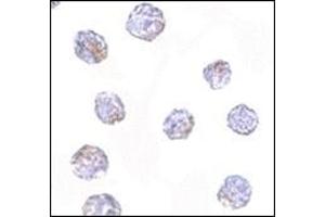 Immunocytochemistry of MARCH8 in HeLa cells with this product at 2. (MARCH8 Antikörper  (C-Term))