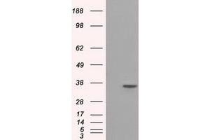Image no. 1 for anti-Serine Racemase (SRR) antibody (ABIN1501134) (SRR Antikörper)