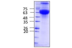 Solute Carner Family 17 (Vesicular Glutamate Transporter), (AA 1- 582), gel filtration, fraction 11 - 12 (Solute Carrier Family 17 (Vesicular Glutamate Transporter), Member 6 (SLC17A6) (AA 1-582) protein (Strep Tag))