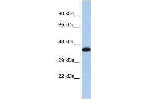 Western Blotting (WB) image for anti-GTPase, IMAP Family Member 2 (GIMAP2) (Middle Region) antibody (ABIN2786558)