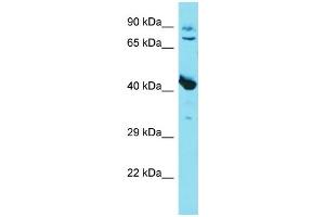 Western Blotting (WB) image for anti-Myostatin (MSTN) (C-Term) antibody (ABIN2774389) (MSTN Antikörper  (C-Term))