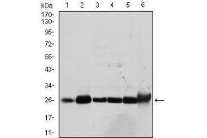 Western blot analysis using GSTM1 mouse mAb against Cos7 (1), MCF-7 (2), Jurkat (3), Hela (4), HL7702 (5) and HepG2 (6) cell lysate. (GSTM1 Antikörper)