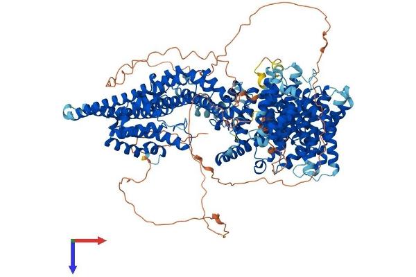Stromal Antigen 1 Protein (STAG1) (AA 1-1258) (His tag)
