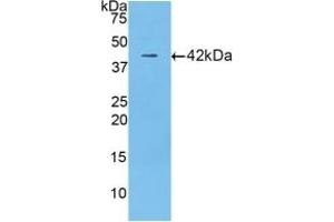 Detection of Recombinant LTF, Mouse using Polyclonal Antibody to Lactoferrin (LTF)