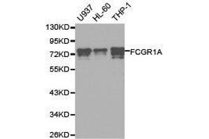 Western Blotting (WB) image for anti-Fc Fragment of IgG, High Affinity Ia, Receptor (CD64) (FCGR1A) antibody (ABIN1872670) (FCGR1A Antikörper)