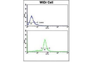 Flow Cytometric analysis of WiDr cells using Villin-1 Antibody (N-term)  (bottom histogram) compared to a negative control cell (top histogram). (Villin 1 Antikörper  (N-Term))