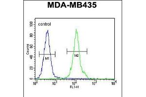 Flow cytometric analysis of MDA-MB435 cells (right histogram) compared to a negative control cell (left histogram). (OR2L13 Antikörper  (C-Term))