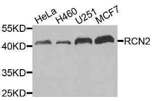 Western blot analysis of extracts of various cell lines, using RCN2 antibody. (RCN2 Antikörper  (AA 23-180))