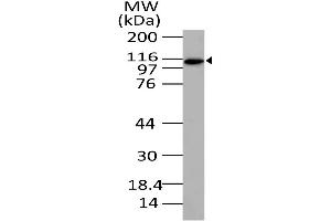 Image no. 1 for anti-Exportin 4 (XPO4) (AA 775-1000) antibody (ABIN5027199) (XPO4 Antikörper  (AA 775-1000))