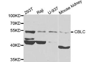 Western blot analysis of extracts of various cell lines, using CBLC antibody (ABIN5975726) at 1/1000 dilution. (CBLC Antikörper)