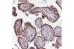 Immunohistochemical staining of human placenta with KTELC1 polyclonal antibody  shows moderate cytoplasmic positivity in trophoblastic cells. (POGLUT1 Antikörper)