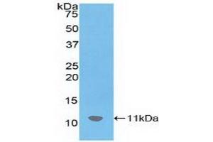 Detection of Recombinant SDF1, Mouse using Polyclonal Antibody to Stromal Cell Derived Factor 1 (SDF1) (CXCL12 Antikörper  (AA 22-89))