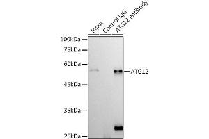 Immunoprecipitation analysis of 300 μg extracts of 293T cells using 3 μg  antibody (ABIN7265788). (ATG12 Antikörper)