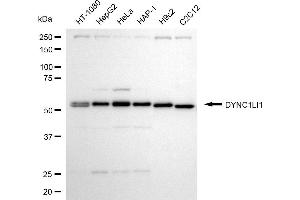 anti-Dynein, Cytoplasmic 1, Light Intermediate Chain 1 (DYNC1LI1) antibody
