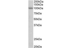 Staining of Human Cerebellum lysate using SIDT1 antibody at 0. (SIDT1 Antikörper  (Internal Region))