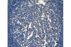 IHC analysis of SELPLG using anti-SELPLG antibody (ABIN7600341). (SELPLG Antikörper  (AA 18-420))