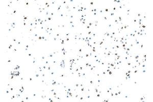 Immunocytochemistry (ICC) image for anti-S100 Calcium Binding Protein A9 (S100A9) (AA 64-114) antibody (ABIN7449432) (Rekombinanter S100A9 Antikörper  (AA 64-114))