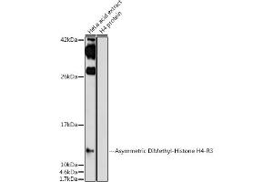 Western blot analysis of extracts of HeLa cells, using Asymmetric DiMethyl-Histone H4-R3 antibody (ABIN7267749) at 1:1000 dilution. (Histone H4 Antikörper  (2meArg3 (asymetric)))