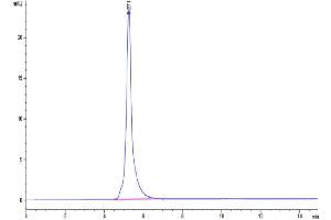 The purity of Cynomolgus EPHA2 is greater than 95 % as determined by SEC-HPLC. (EPH Receptor A2 Protein (EPHA2) (AA 24-534) (Fc Tag))