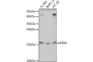 Western blot analysis of extracts of various cell lines, using DEXI Rabbit pAb (ABIN7266747) at 1:1000 dilution. (DEXI Antikörper  (AA 1-95))