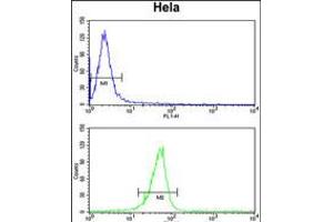 Flow cytometry analysis of Hela cells (bottom histogram) compared to a negative control cell (top histogram). (MPV17 Antikörper  (N-Term))