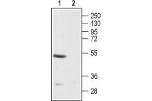 Western blot analysis of rat brain membranes:1.