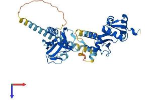 VPS36 Protein (AA 1-386) (His tag)
