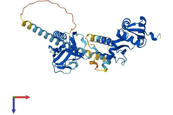 VPS36 Protein (AA 1-386) (His tag)