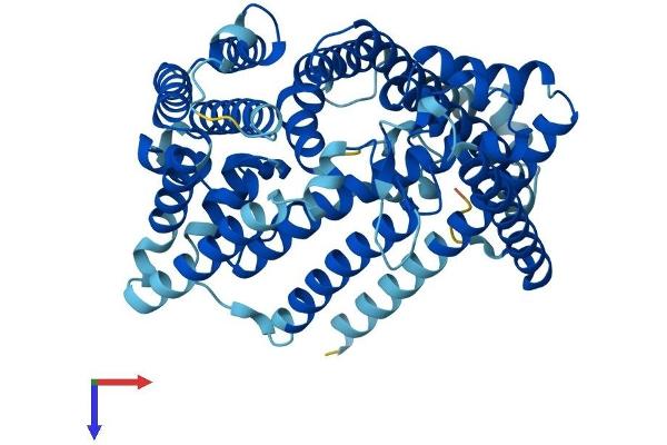 HHATL Protein (AA 1-503) (His tag)