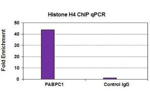 Histone H4 antibody (mAb) tested by ChIP analysis. (Histone H4 Antikörper)