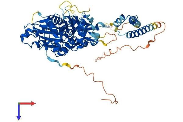 ACTR5 Protein (AA 1-607) (His tag)