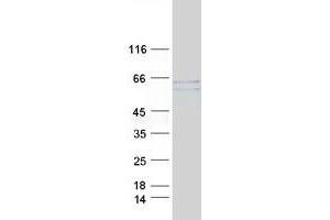 Validation with Western Blot (MEF2A Protein (Transcript Variant 1) (Myc-DYKDDDDK Tag))