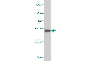 Western Blotting (WB) image for anti-Fibronectin Type III Domain Containing 4 (FNDC4) (AA 45-154) antibody (ABIN566281)